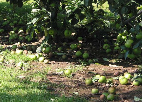 august_windfalls_-_geograph-org-uk_-_533902